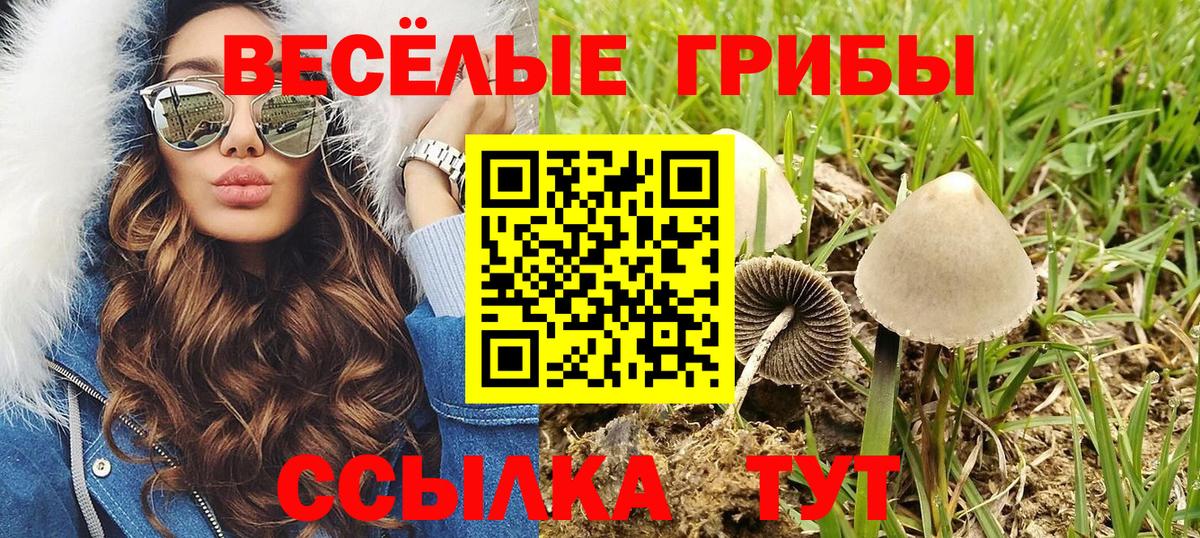 Псилоцибиновые грибы прущие грибы Тихвин